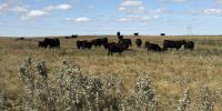 North Dakota rancher speaks out on impact of sulfate levels on cattle herd