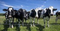 Canada must avoid concessions in U.S. trade talks, dairy farmers warn