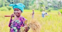 Rice Import Duty Yields Revenue but Falls Short for Women Farmers, Policy Brief Finds