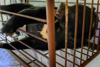 Moon Bears Survived Bile Farms. Now They’re Learning to Trust Again.