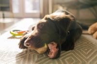 Australian Shepherd-Labrador Mix Has Rare Coat That Swirls Like Chocolate Cookie Dough