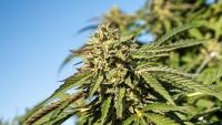Move over corn and cabbage – ‘boutique’ weed growers get the thumbs-up to set up shop at farmers’ markets