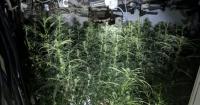 Cannabis farm with 150 plants dismantled as police officers make arrest