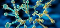 Deadly Fungus Kills Thousands Every Year. Scientists Found Where It Hides