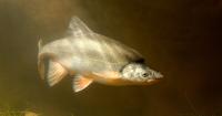 Officials won't release cool water from Colorado River reservoir to help humpback chub