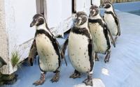 Four penguins die from avian malaria at northeastern Japan zoo