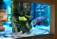 Luxe Aquariums & Grail Fish with Fluid Dynamics International