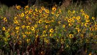 Prairie Fare: Sunflowers — Beauty, nutrition and North Dakota pride