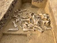 Alaska researchers part of study looking into ancient humans’ preference for female mammoths