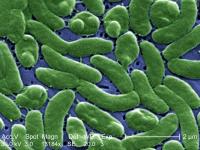 Mississippi reports 29 cases of Vibrio bacterial infection so far for this year