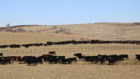 Nebraska Recovery Roundup: Grazing Exchange strengthens producer connections, supports livestock resilience