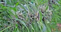 Medical marijuana is legal in Florida. Why is a paramedic being punished?