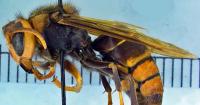 UGA researchers seek public help to track invasive yellow-legged hornet