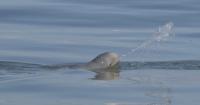 Researchers investigate potential Cape hotspot for rare spitting dolphins