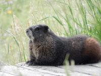 Colorado’s first-ever ‘Fat Marmot Week’ aims to raise awareness for the charismatic, whistling mammals 