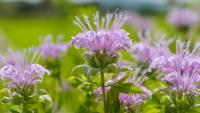 What To Do With Bee Balm In August – 5 Tips To Keep This Easy-To-Care-For, Pollinator Favorite Looking It's Best