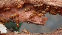 Florida termites are riding private boats from marina to marina, UF study finds