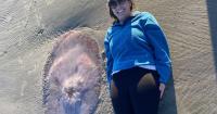 ECOVIEWS: The Portuguese man-of-war is aptly named