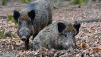 Wild Boars in Brazil Are Spreading Antibiotic-Resistant Bacteria, Scientists Warn