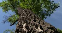 Dutch elm disease discovered in downtown Edmonton, Delwood-area trees