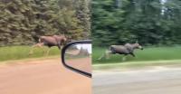 Think Moose Are Slow? Sprinting Moose Easily Keeps Pace With a Car on Canadian Road