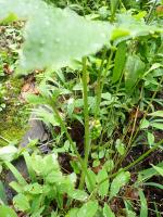 Report on fires out west and raising plants while wildlife passes through