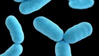 What is Tularemia? New York confirms 4th case of ‘life-threatening rabbit fever’ | Causes, symptoms, treatment explained