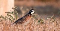 Texas wildlife officials acquire new wildlife management area in Stephens County