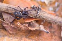 In the UK, false widow sightings surge as bite-related hospital admissions double