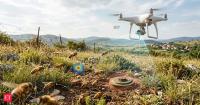 In 2013, Croatian scientists trained honeybees with TNT-laced sugar syrup. Years later, it helped restore mine-contaminated landscapes by detecting hidden explosives