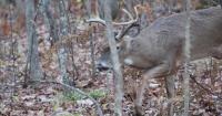 New York State hunting and trapping licenses now on sale