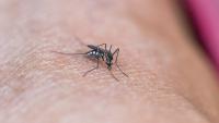 Florida confirms local dengue case in Palm Beach County, issues mosquito-borne illness alert