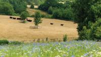 How forest initiative works with farmers and landowners