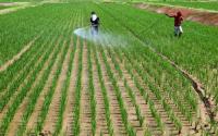 Japan’s self-sufficiency ratio falls to 37 per cent