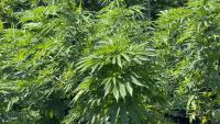 New York state expands cannabis sales to approved farmers markets