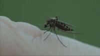 Rhode Island DEM confirms detection of Jamestown Canyon Virus in Tiverton