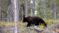 Bighorn National Forest bear lethally removed after trying to enter tents
