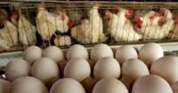 The Guantánamo Poultry Company claims to be diversifying, but not a single egg can be seen
