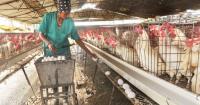Granma produces millions of eggs, but a portion is sold in foreign currency