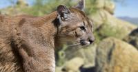 Lawsuit targets Arizona mountain lion hunts
