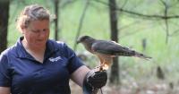 Raptors offer close-up look at Michigan wildlife at Ludington State Park