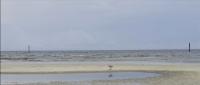Mississippi State Department of Health provides summer vibrio update