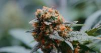 Cannabiz SVG festival to focus on global trade