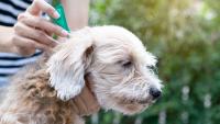 UK lawmakers push tighter controls on pet flea treatments over river pollution fears