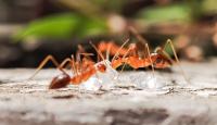 Indigenous rangers wipe out invasive fire ants on Australia's Melville Island after 20 years