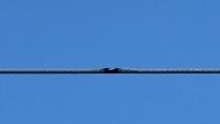 NV Energy installing taller poles after construction blamed for Golden Valley outages