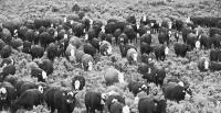 Forest Service’s OK to graze cattle along grizzly-filled Union Pass sparks incoming lawsuit