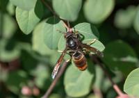 Authorities urge England residents to keep back and report Asian hornets after Yorkshire sighting