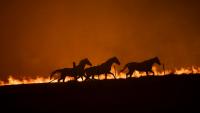 In Greece, horses flee flames as fast-moving wildfire destroys more than 100 homes