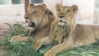 Lion cubs find new home in South African shelter, drawing attention to illegal wildlife trade